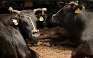 PHÂN BIỆT BÒ KOBE GIẢ VÀ THẬT NHƯ THẾ NÀO ?