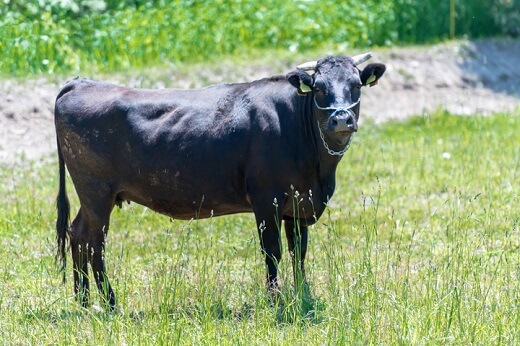 Bò Tajima thịt bò nổi tiếng được ghi danh vào lịch sử